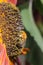 Bumblebee  pollinates a colourful flower