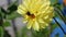 Bumblebee pollinates a dahlia