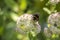 Bumblebee pollinates the flower.