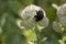 Bumblebee pollinates the flower.