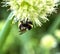 Bumblebee pollinates flowering onions, macro