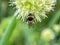 Bumblebee pollinates flowering onions, macro