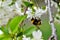 Bumblebee pollinates fruit trees in the garden, during flowering