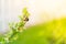 Bumblebee pollinates gooseberries in spring, close-up