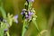 Bumblebee pollinates purple Tradescantia Spiderwort flower.