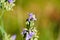 Bumblebee pollinates purple Tradescantia Spiderwort flower.