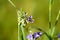 Bumblebee pollinates purple Tradescantia Spiderwort flower.