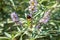 A bumblebee pollinates a wild purple lupine plant