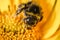 Bumblebee pollinates a yellow flower/ Closeup. Pollinations of concept