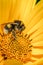 Bumblebee pollinates a yellow flower/ Closeup. Pollinations of concept