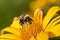 Bumblebee pollinates yellow flower. Sunny day