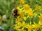 Bumblebee pollinates yellow flowers in the field