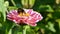 Bumblebee pollinates zinnia flowers, bombus collecting nectar