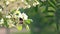 Bumblebee Pollinating Apple Blossom