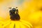 Bumblebee Pollinating Black-Eyed Susan Flower