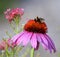 Bumblebee pollinating on a bonnet shaped Echinacea bloom