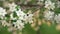 A Bumblebee Pollinating The Cherry Tree Flowers