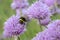 A Bumblebee Pollinating a Chive Flower Allium schoenoprasum