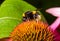 Bumblebee pollinating echinacea flower