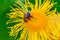 Bumblebee pollinating Elecampane flower