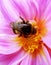 Bumblebee pollinating floret, bumble bee on pink flower, stylized painting.