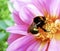 Bumblebee pollinating flower, bumble bee on pink flower, close up.