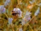 Bumblebee pollinating a flower on a stalk yellow black mate