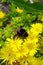 Bumblebee pollinating on a flowerbed of delosperma yellow