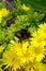 Bumblebee pollinating on a flowerbed of delosperma yellow