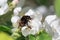 Bumblebee pollinating a flowering apple tree