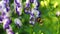 Bumblebee pollinating flowers