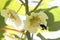 Bumblebee pollinating in kiwifruit orchard