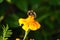 Bumblebee pollinating marigold