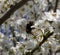 Bumblebee pollinating a mirabelle flower