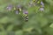 Bumblebee pollinating nightshade flower