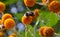 A bumblebee pollinating orange ball tree flowers, Buddleja globosa