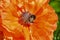 Bumblebee pollinating orange poppy in the sun