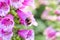 Bumblebee pollinating a perennial flower delphinium or larkspur using its unique method buzz pollination