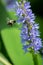 Bumblebee pollinating Pickerelweed