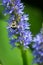 Bumblebee pollinating Pickerelweed