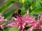 Bumblebee pollinating a pink bee balm flower bloom in the garden in summer.  Insect wildlife in nature