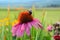 Bumblebee pollinating pink coneflower