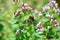 Bumblebee pollinating pink weed on a meadow