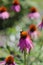 Bumblebee Pollinating Purple Echinacea Coneflower in Garden