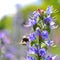 Bumblebee pollinating purple Viper\'s Bugloss flowers. Medicinal herb. Echium vulgare.