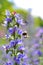 Bumblebee pollinating purple Viper\'s Bugloss flowers. Medicinal herb. Echium vulgare.