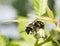 Bumblebee Pollinating Raspberry Flower