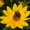 Bumblebee pollinating Rudbeckia bright yellow flower