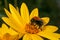 Bumblebee pollinating Rudbeckia bright yellow flower