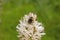 Bumblebee pollinating summer asphodel flowers